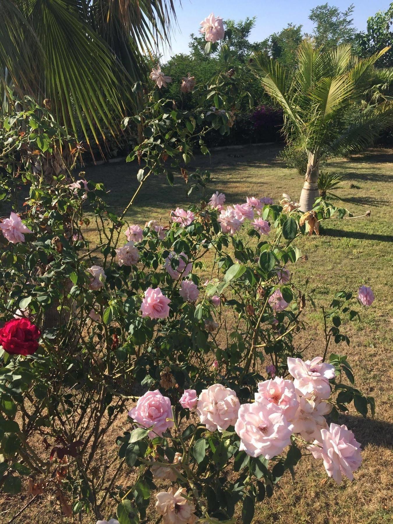 B&B Villa Pimm'S ザンブローネ エクステリア 写真